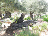gethsemane