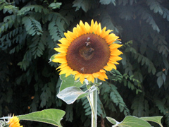 sonnenblume
