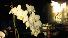 orchideen