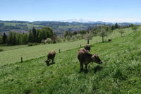 st.gallen